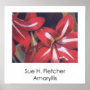 Suche nach amaryllis poster Rot