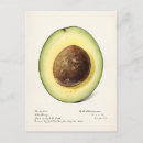 Suche nach avocado postkarten Obst