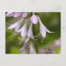 Suche nach glocken blumen postkarten Natur