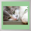 Suche nach katze mit grünen augen poster Weiß