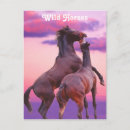 Suche nach wilde pferde postkarten Lila