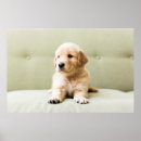 Suche nach golden retriever welpe poster Gelbretter