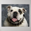 Suche nach englische bulldogge poster Welpe