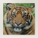 Suche nach foto tiger puzzle Katze