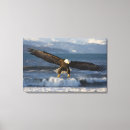 Suche nach raubvögel leinwandbilder Flug