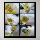 Suche nach orchidee phalaenopsis poster Weiß