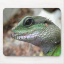 Suche nach wasserdrache Grün