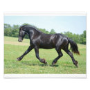 Suche nach friesisch poster Stallion