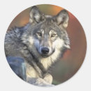 Suche nach grauer wolf aufkleber Tiere