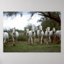 Suche nach pferdeplakat poster Landschaft