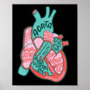 Suche nach herz anatomie poster Krankenschwester