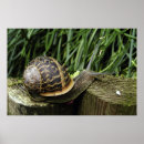 Suche nach schnecke poster Langsam