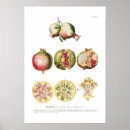 Suche nach granatapfel poster Botanisch