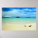 Suche nach seesterne poster Nautisch