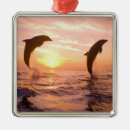 Suche nach delfine ornamente Meer