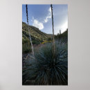 Suche nach wüsten pflanze poster Arizona