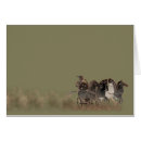 Suche nach chariot postkarten Alt