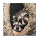 Suche nach waldtiere fliesen Waschbär