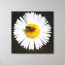 Suche nach gänseblümchen leinwand leinwandbilder Rot