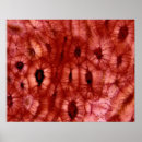 Suche nach die zelle poster Biologie