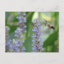 Suche nach mott postkarten Schmetterlinge und motten