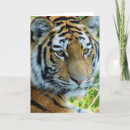 Suche nach sibirischer tiger karten Für alle
