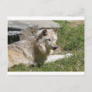 Suche nach gray postkarten Wolf