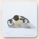 Suche nach kaiser pinguin untersetzer Tiere im wilden