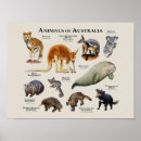 Suche nach australien känguru poster Tier