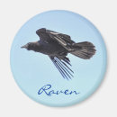 Suche nach schwarze krähen magnete Ravens