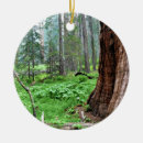 Suche nach farn ornamente Wald