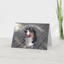 Suche nach schmutzig karten Hund