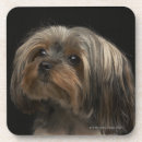 Suche nach trauriges untersetzer Tier