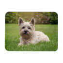 Suche nach cairns magnete Niedlich