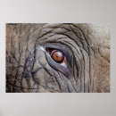 Suche nach grauer elefant poster Tier