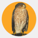 Suche nach sharp aufkleber Für alle