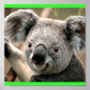 Suche nach koala poster Liebe