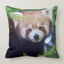 Suche nach roter panda kissen Fotografie