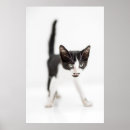 Suche nach babytiere poster Kätzchen