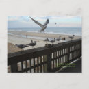 Suche nach seemöwen postkarten Strand