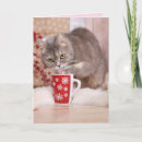 Suche nach graue katzen karten Tabelle