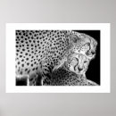 Suche nach geparden poster Katze