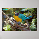 Suche nach roter schnabel poster Tropisch