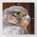 Suche nach raubvogel wanduhren Falke