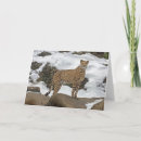 Suche nach gepard karten Für alle