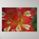 Suche nach indian poster Texas