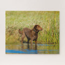 Suche nach jagdhund puzzle Welpen