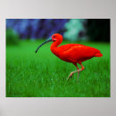 Suche nach tropischer vogel poster Tropenvögel