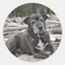 Suche nach american staffordshire terrier aufkleber Trick