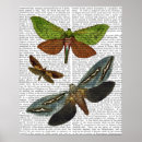 Suche nach butterfliege poster Tiere